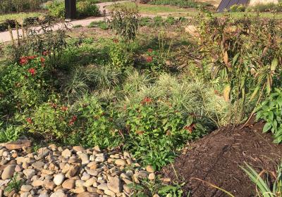 Farmhouse Raingarden