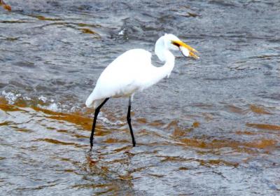 Egret