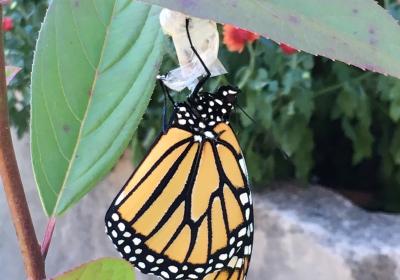 Swamp Milkweed For Monarchs